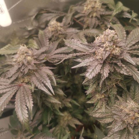 Unbekannte #2 & #3 growlog timeline photo