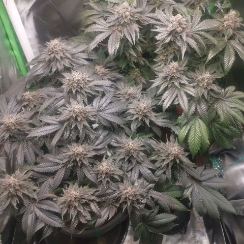 Unbekannte #2 & #3 growlog timeline photo