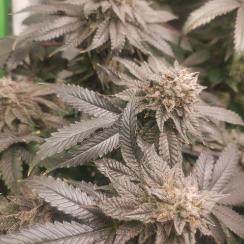 Unbekannte #2 & #3 growlog timeline photo