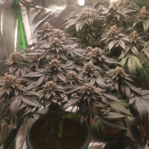 Unbekannte #2 & #3 growlog timeline photo