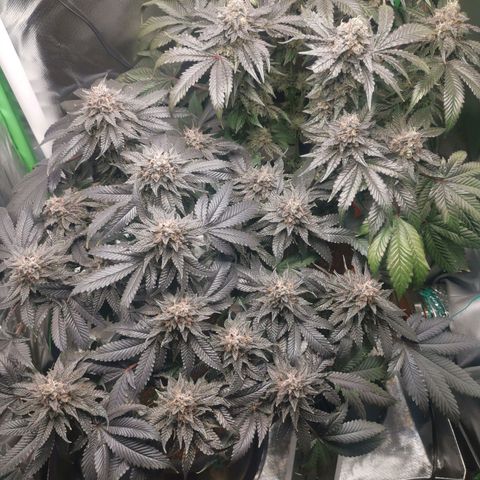 Unbekannte #2 & #3 growlog timeline photo