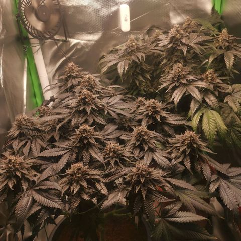 Unbekannte #2 & #3 growlog timeline photo
