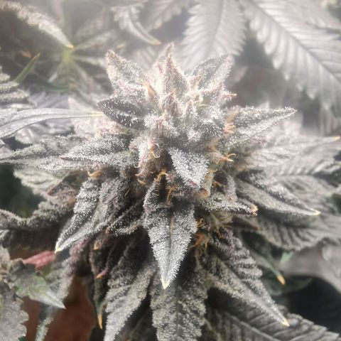Unbekannte #2 & #3 growlog timeline photo