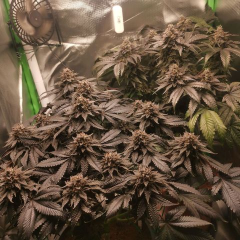 Unbekannte #2 & #3 growlog timeline photo