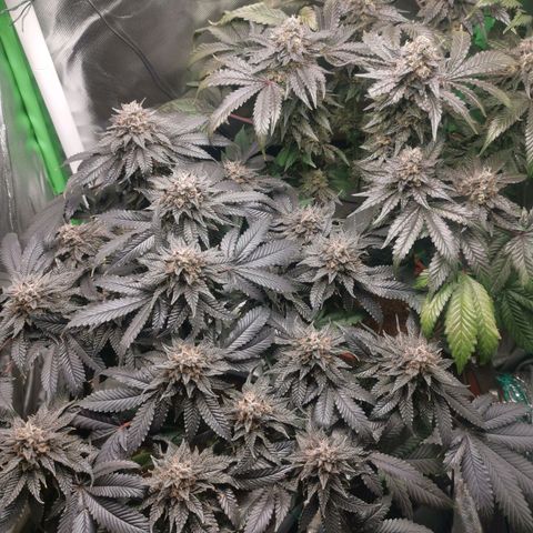 Unbekannte #2 & #3 growlog timeline photo