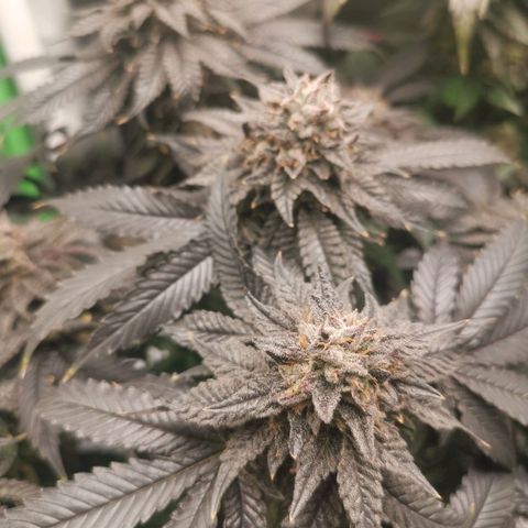 Unbekannte #2 & #3 growlog timeline photo