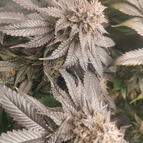 Unbekannte #2 & #3 growlog timeline photo