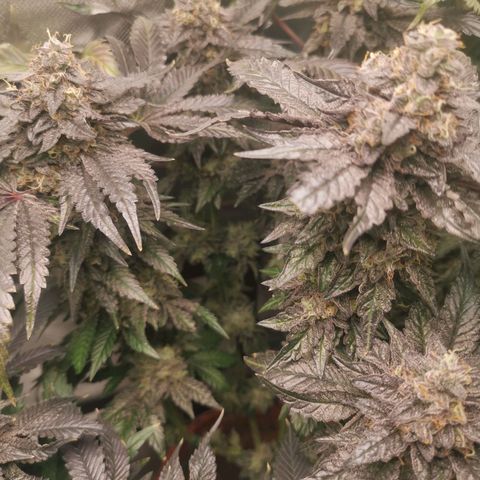 Unbekannte #2 & #3 growlog timeline photo