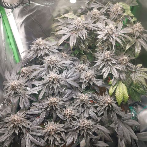 Unbekannte #2 & #3 growlog timeline photo