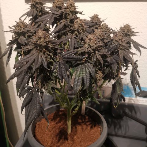 Unbekannte #2 & #3 growlog photo: Das is die 1. Süße nach der 48h dunkelphase. Sieht lecker aus. 