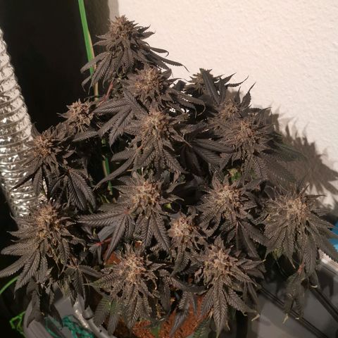 Unbekannte #2 & #3 growlog photo: Das is die 1. Süße nach der 48h dunkelphase. Sieht lecker aus. 