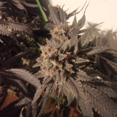Unbekannte #2 & #3 growlog photo: Das is die 1. Süße nach der 48h dunkelphase. Sieht lecker aus. 