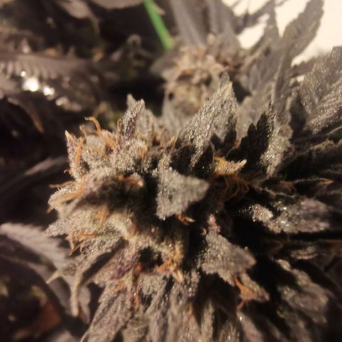 Unbekannte #2 & #3 growlog photo: Das is die 1. Süße nach der 48h dunkelphase. Sieht lecker aus. 