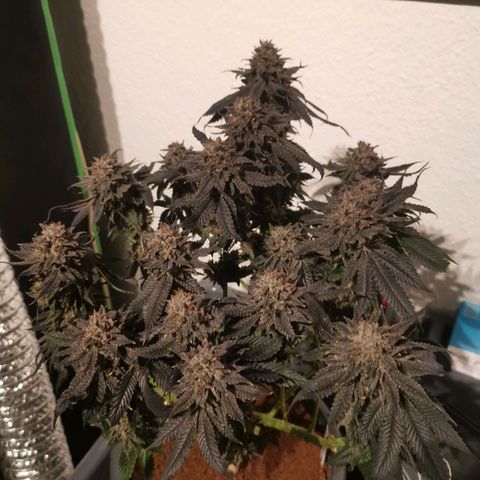 Unbekannte #2 & #3 growlog photo: Nochmal nach dem Haarschnitt 😊 - jetzt aufhängen & trocknen. 