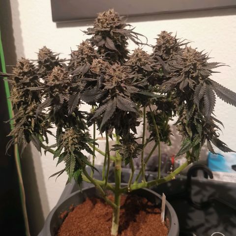 Unbekannte #2 & #3 growlog photo: Nochmal nach dem Haarschnitt 😊 - jetzt aufhängen & trocknen. 