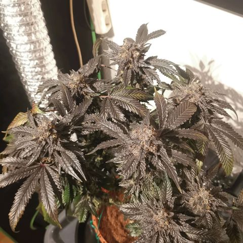 Unbekannte #2 & #3 growlog photo: Die kleinere sieht auch gut aus! Is noch richtig was draus geworden 😊