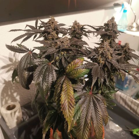 Unbekannte #2 & #3 growlog photo: Die kleinere sieht auch gut aus! Is noch richtig was draus geworden 😊