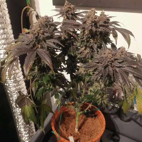 Unbekannte #2 & #3 growlog photo: Die kleinere sieht auch gut aus! Is noch richtig was draus geworden 😊