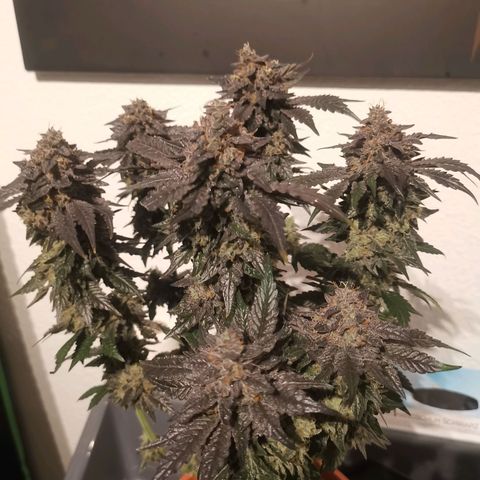 Unbekannte #2 & #3 growlog photo: Nochmal nach dem Haarschnitt. 
