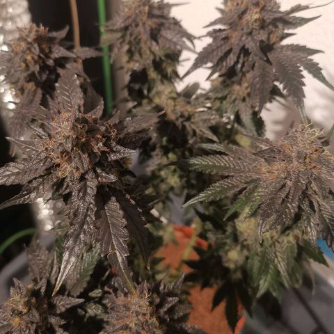 Unbekannte #2 & #3 growlog photo: Nochmal nach dem Haarschnitt. 