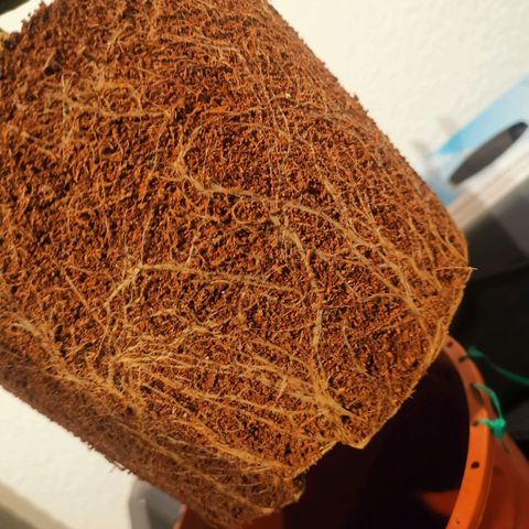 Unbekannte #2 & #3 growlog photo: Nich ansatzweise so durchgewurzelt wie ihre Schwester.