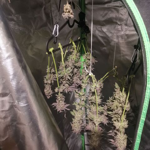 Unbekannte #2 & #3 growlog photo: Da hängen sie ♥️ bis in ein paar Tagen, wenn sie trocken sind 😊