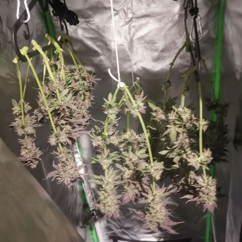 Unbekannte #2 & #3 growlog photo: Da hängen sie ♥️ bis in ein paar Tagen, wenn sie trocken sind 😊