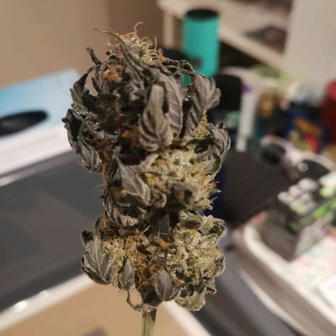 Unbekannte #2 & #3 growlog timeline photo