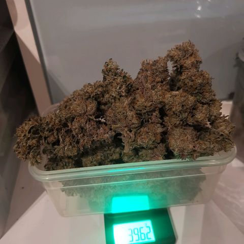 Unbekannte #2 & #3 growlog timeline photo