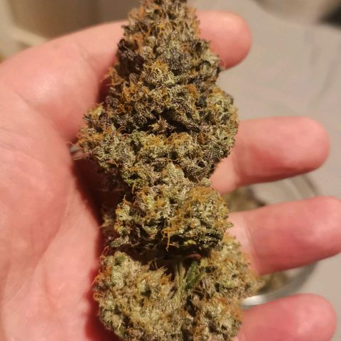 Unbekannte #2 & #3 growlog timeline photo