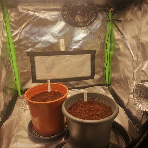 Critical (RQS) & Super- Skunk growlog photo: & los geht der Spaß 😊