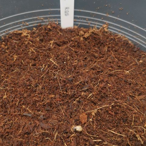 Critical (RQS) & Super- Skunk growlog photo: Die Queen hängt bisschen hinterher, aber man sieht bei beiden schon das Köpfchen 😊❤️