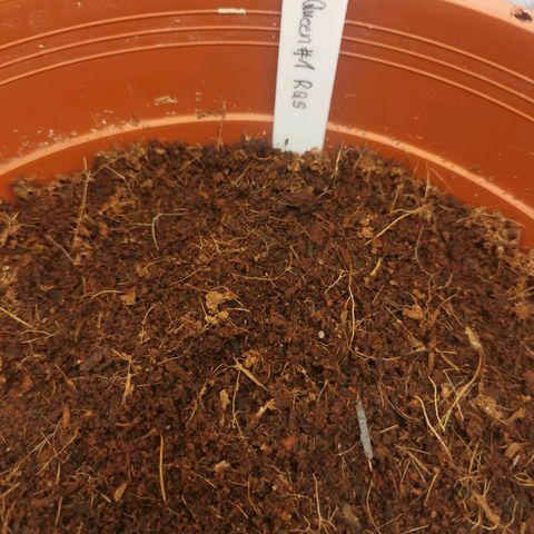 Critical (RQS) & Super- Skunk growlog photo: Die Queen hängt bisschen hinterher, aber man sieht bei beiden schon das Köpfchen 😊❤️