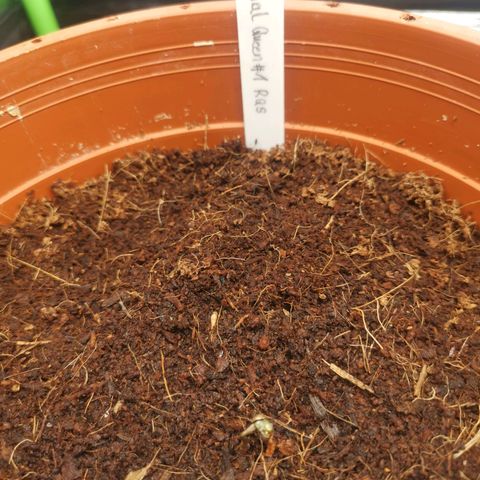 Critical (RQS) & Super- Skunk growlog photo: & Queenie hat noch den Helm auf 😅 kommt aber auch langsam. Willkommen ihr süßis ❤️🥰