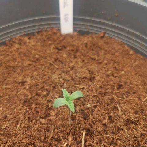 Critical (RQS) & Super- Skunk growlog timeline photo