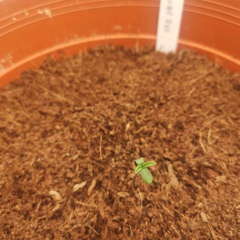 Critical (RQS) & Super- Skunk growlog timeline photo