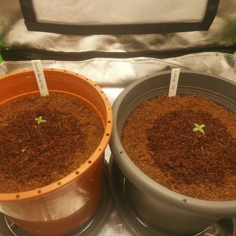 Critical (RQS) & Super- Skunk growlog timeline photo