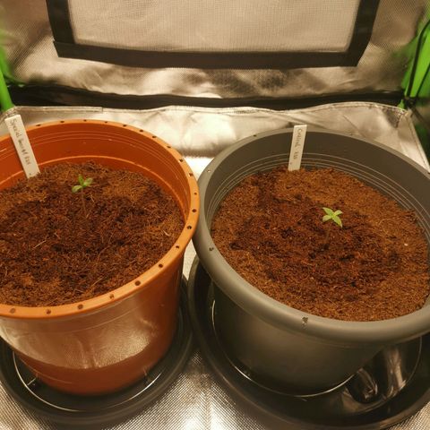 Critical (RQS) & Super- Skunk growlog timeline photo