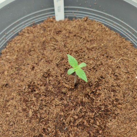 Critical (RQS) & Super- Skunk growlog photo: Leider hat nur Critta überlebt..😬