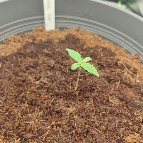 Critical (RQS) & Super- Skunk growlog timeline photo