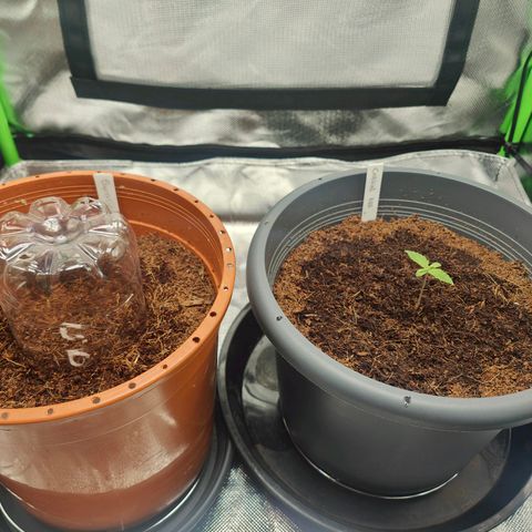 Critical (RQS) & Super- Skunk growlog photo: Heute ist eine super Skunk dazu gekommen. Mal gucken, wie sie sich macht 😊