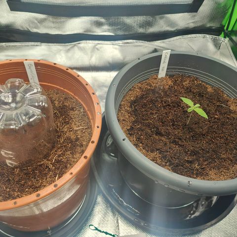 Critical (RQS) & Super- Skunk growlog photo: Skunky lässt sich noch nicht blicken & Critta sieht gut aus 😊