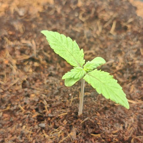 Critical (RQS) & Super- Skunk growlog photo: Oh Update - skunky hat das köpfchen draußen 😊 sieht bisschen mutiert aus aber egal 😅 wir beobachten das!