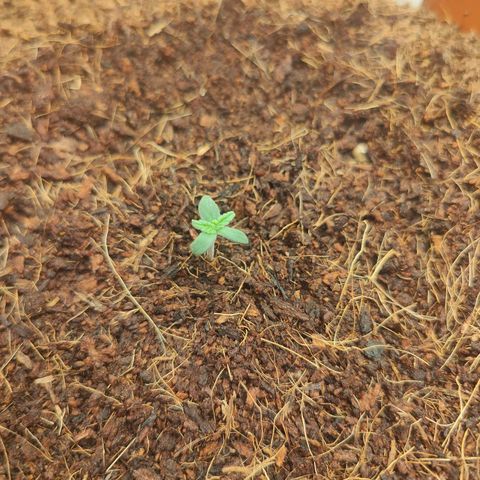 Critical (RQS) & Super- Skunk growlog photo: Sag ich ja, n kleiner Mutant 😅 passt schon!!