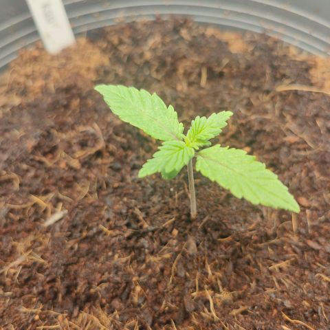 Critical (RQS) & Super- Skunk growlog photo: & Critta hat 0% Nodien Abstand 😅 