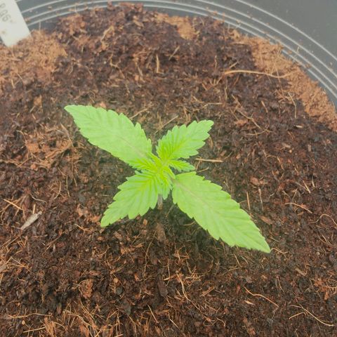 Critical (RQS) & Super- Skunk growlog timeline photo