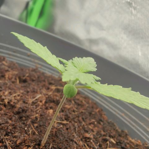 Critical (RQS) & Super- Skunk growlog timeline photo