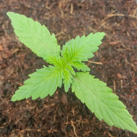 Critical (RQS) & Super- Skunk growlog timeline photo