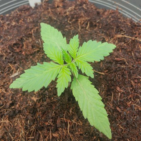 Critical (RQS) & Super- Skunk growlog timeline photo