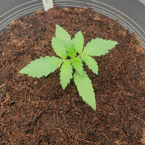 Critical (RQS) & Super- Skunk growlog timeline photo